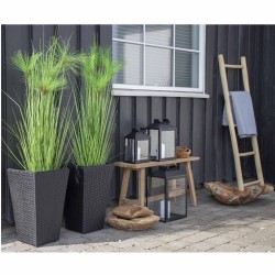 Teak Ladder