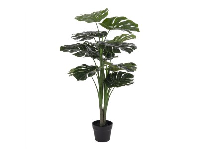 Monstera