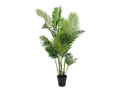Areca Palm