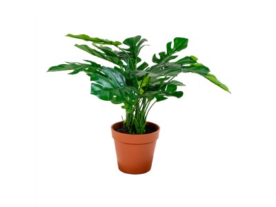 Monstera