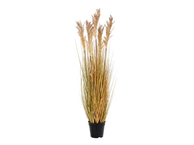 Sorghum Grass