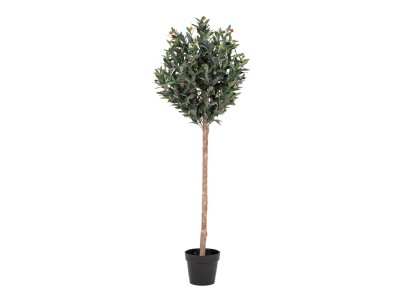 Olive Tree