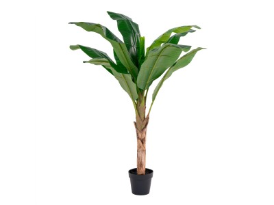 Banana Palm