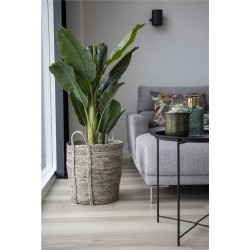Banana Palm