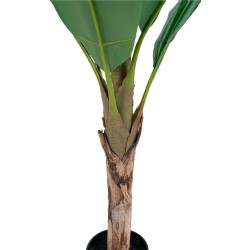 Banana Palm