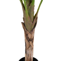 Banana Palm